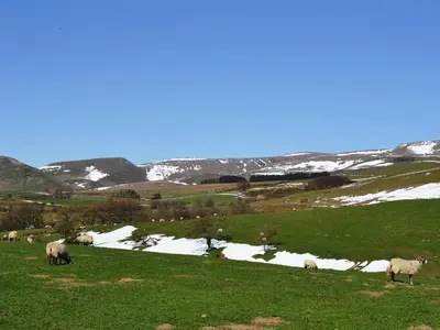 a group of sheep grazing in a field with snow at Sycamore Cottage in Ellonby