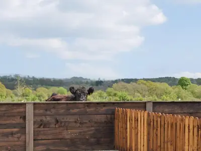 a cow is looking over a wooden fence at Fell View Cottage - Uk43378 in Kirklinton