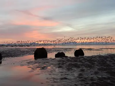 a flock of birds flying over the beach at sunset at Barnacle in Mainsriddle