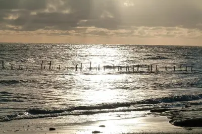 a group of birds in the water on the beach at Shelduck Cottage in Mainsriddle