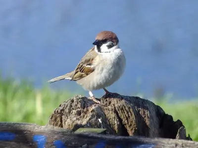 a bird sitting on top of a tree stump at Shelduck Cottage in Mainsriddle
