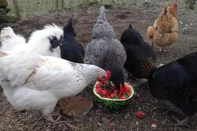 a group of chickens eating food from a bowl of strawberries at The Hayloft. Entire Barn Conversion near Keswick in Applethwaite