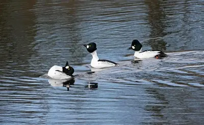 three ducks swimming in a body of water at Glenauld Cottage in Kirkcudbright
